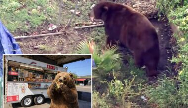 Bear gets comfy in SoCal town as neighbors embrace ferocious new friend
