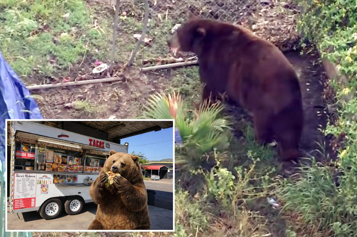 Bear gets comfy in SoCal town as neighbors embrace ferocious new friend
