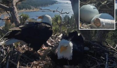 Baby eagle on the way for Big Bear's favorite pair Jackie and Shadow