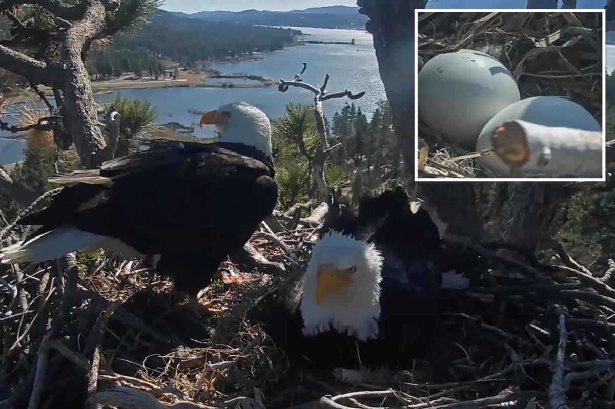 Baby eagle on the way for Big Bear's favorite pair Jackie and Shadow