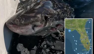 Great white shark spotted off coast of Florida panhandle after traveling over 5K miles to Gulf