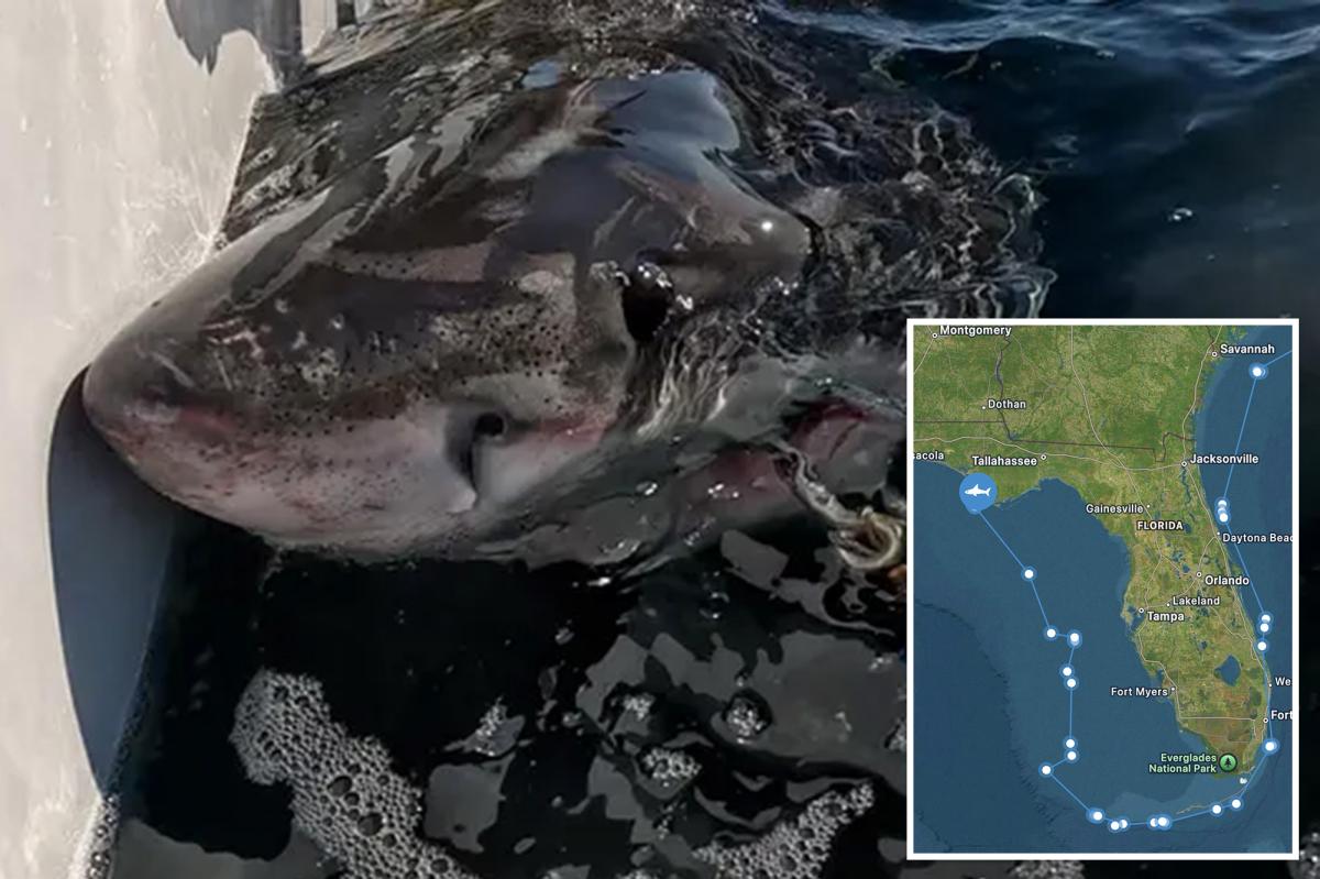 Great white shark spotted off coast of Florida panhandle after traveling over 5K miles to Gulf