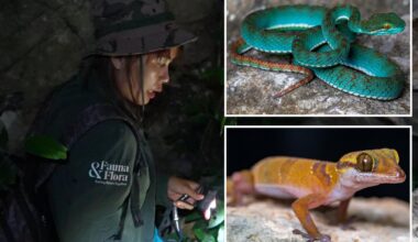 Conservation team finds 11 striking new species in cave