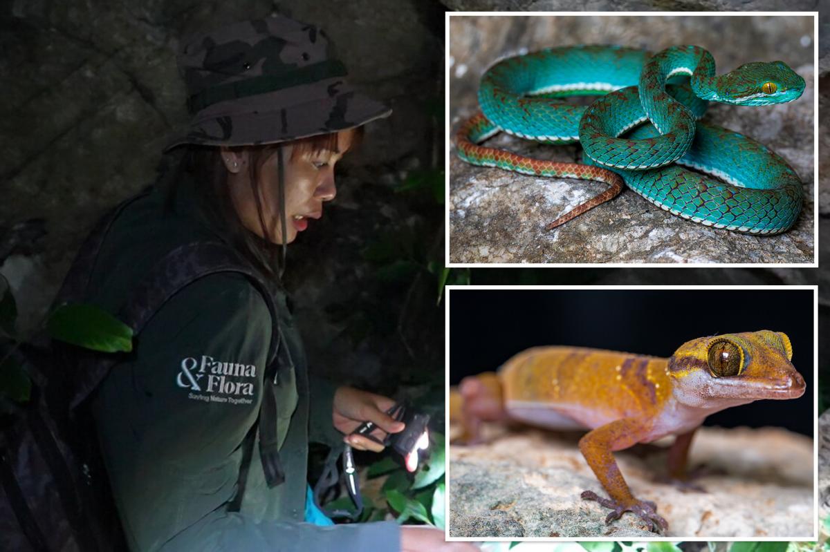 Conservation team finds 11 striking new species in cave