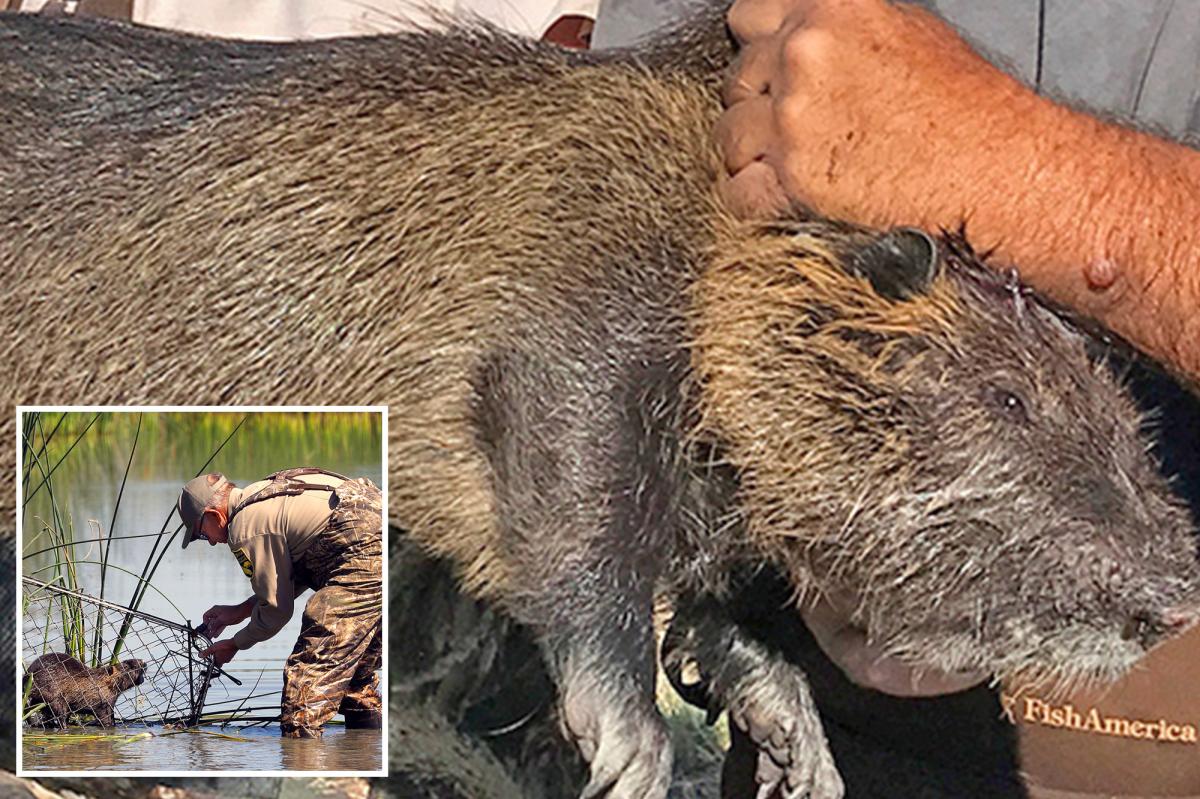 Invasion of nutria rodents in California may have been intentional: officials