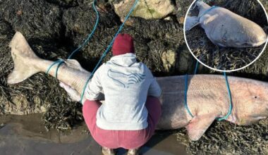 Rare shark that can live for a shocking 500 washes up on beach:
