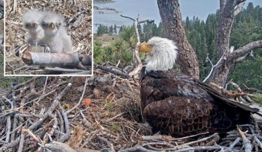 Fans of famous Big Bear bald eagle couple asked to name newborn chicks