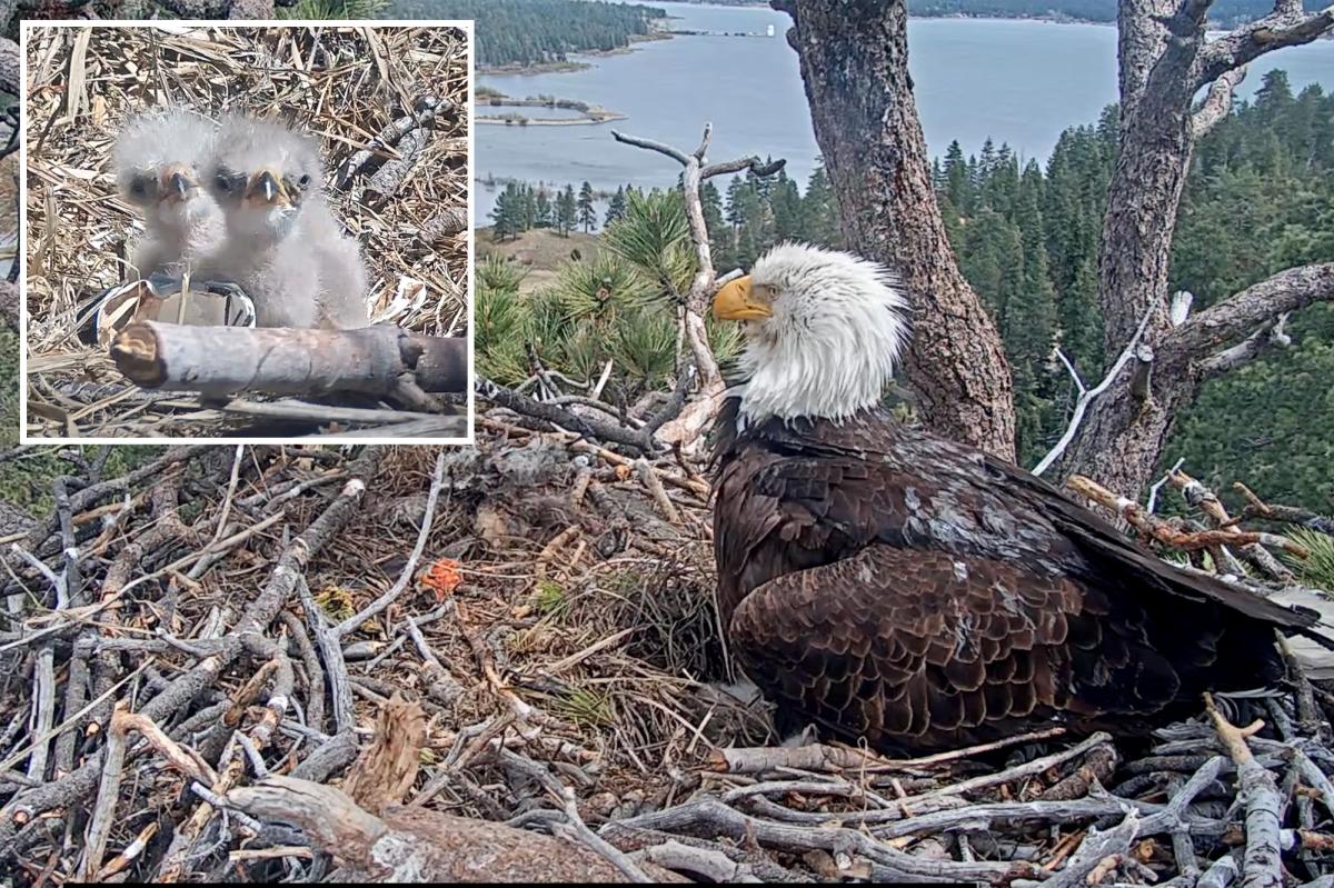 Fans of famous Big Bear bald eagle couple asked to name newborn chicks