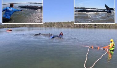 Humpback whale rescued after becoming stranded on Australian beach