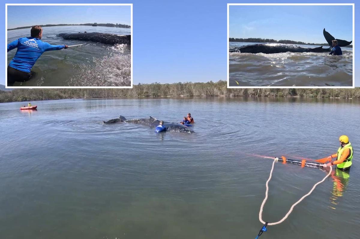 Humpback whale rescued after becoming stranded on Australian beach