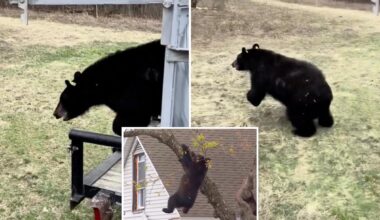 Tranquilized bear that clung to tree in Albany for hours has new life — see the pics