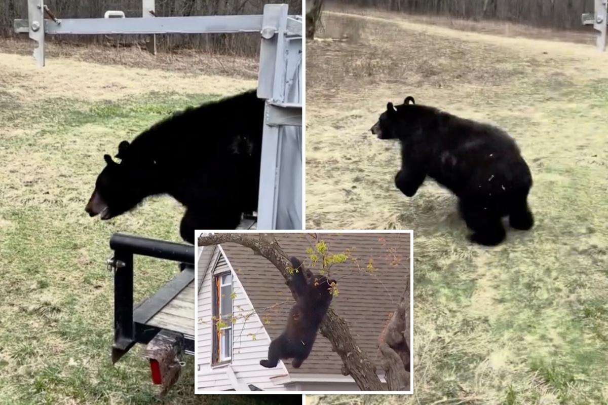 Tranquilized bear that clung to tree in Albany for hours has new life — see the pics