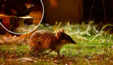 Tiny, rare marsupial saved from extinction in 'incredible,'recovery effort