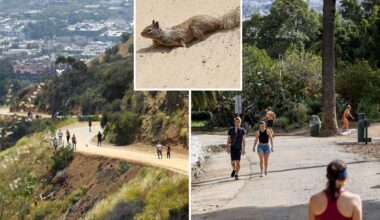 Dead squirrels spark health alert at Runyon Canyon