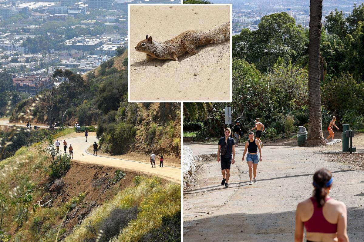 Dead squirrels spark health alert at Runyon Canyon