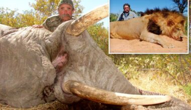 Millionaire big game hunter, 75, trampled to death by five elephants while eyeing his next kill in Africa