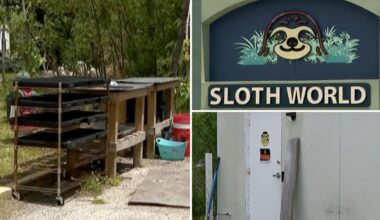 Florida 'slotharium' shuttered after probe found 31 sloths died in 'worst conditions possible'