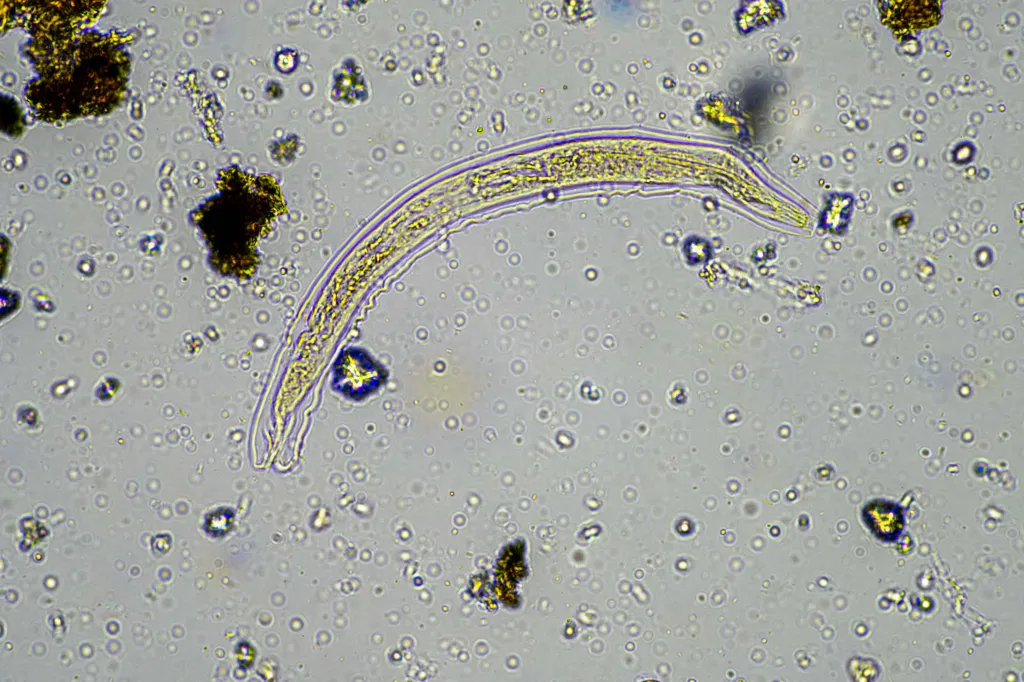 A bright field microscope image of a nematode, with soil microorganisms including microarthropods, a tardigrade, rotifers, soil fungus, and bacteria.