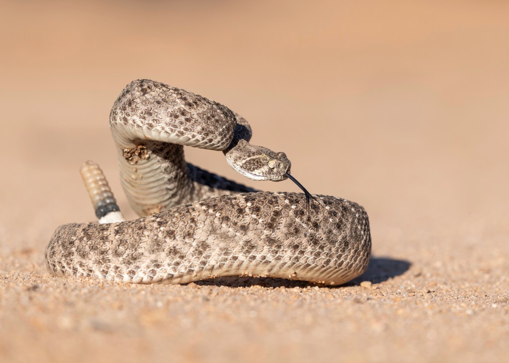A Western Diamondback Rattlesnake coiled and ready to strike, its tongue flicking out.