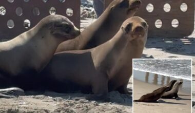 Video shows sea lion pups released back into the ocean