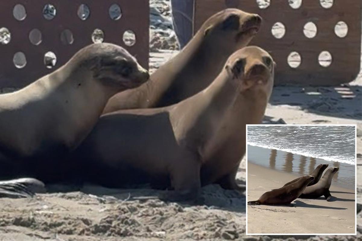 Video shows sea lion pups released back into the ocean
