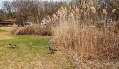 Nassau, Suffolk renew fight against invasive species