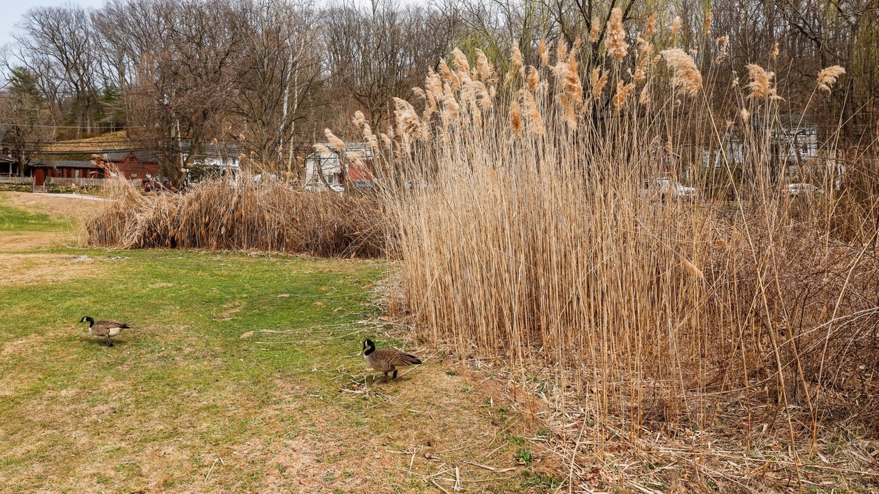 Nassau, Suffolk renew fight against invasive species