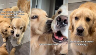 Golden Retriever Tries to 'Fix' His Furry Brother Recovering From Surgery