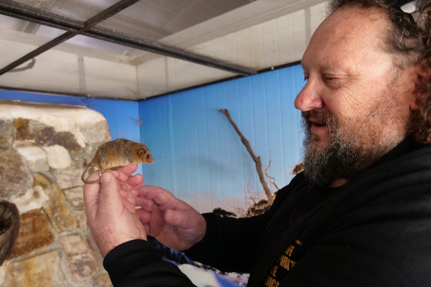 Trevor Evans holding a Mountain Pygmy Possum