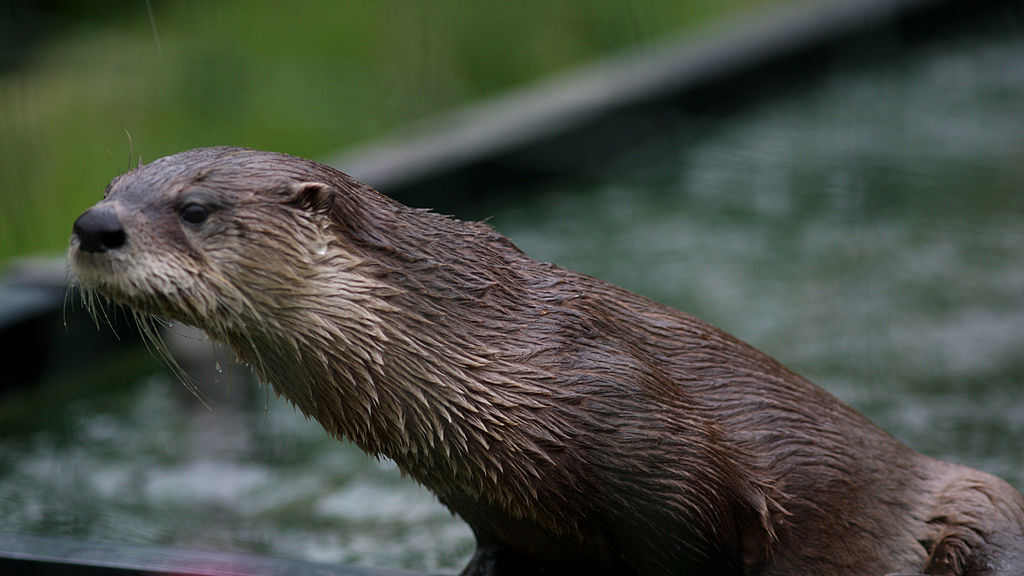 A Washington family gets $350K after an otter dragged their toddler into the water at a marina