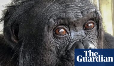Bonobos enjoy pretend tea parties and chimps think rationally: why apes are more like us than we ever thought | Endangered species