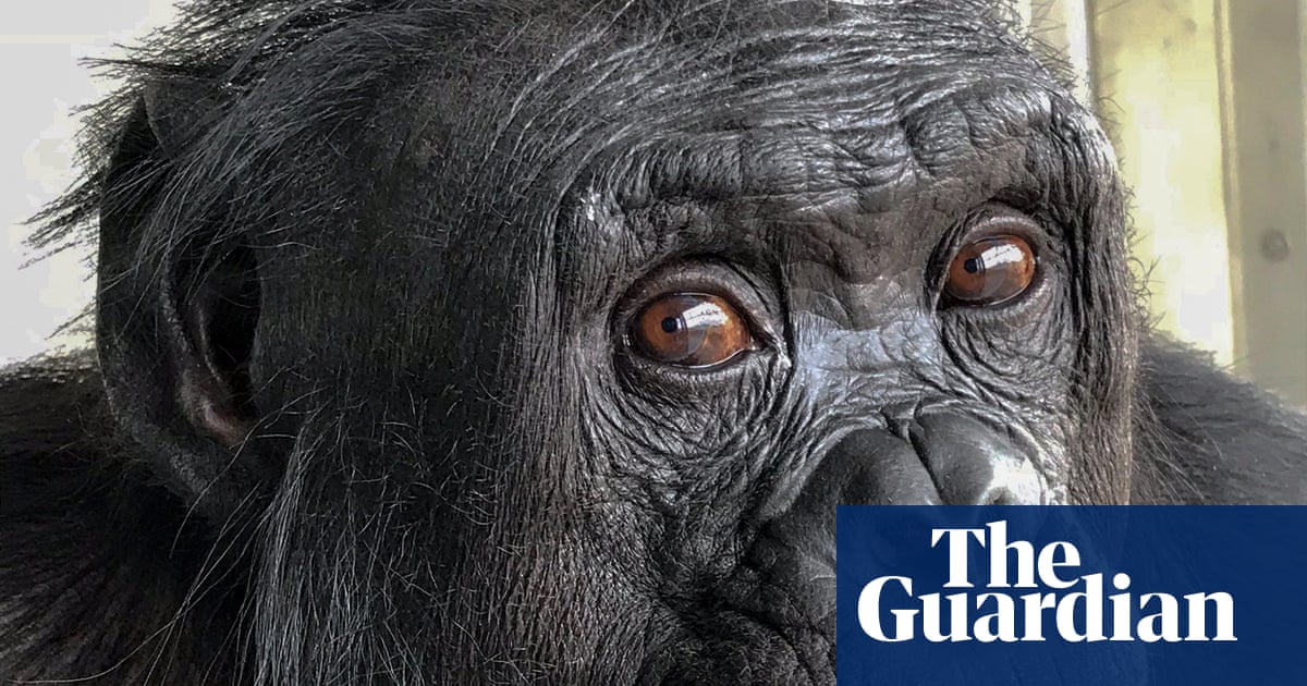 Bonobos enjoy pretend tea parties and chimps think rationally: why apes are more like us than we ever thought | Endangered species