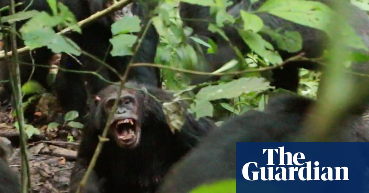 Wild chimpanzees recorded waging ‘civil war’ with coordinated attacks between two groups | Primatology