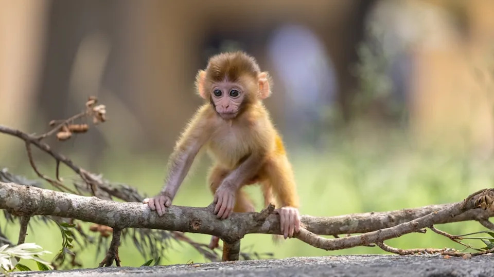 A cute baby monkey climbing on a tree limb.Image via Shutterstock&sol;AbhishekMittal
