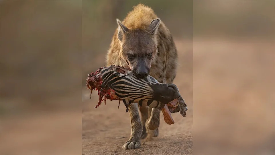  Hyena carrying partially eaten zebra head on a dirt path in a natural setting. 