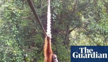 ‘Cries of delight’ as Sumatran orangutan filmed using canopy bridge to cross road for first time | Endangered species