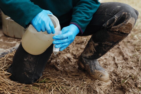 University of Vermont graduate student Delaney Bullock gathers runoff samples from two agricultural fields to be analyzed for nutrient concentrations on Thursday, March 12, 2026, in Bridport, Vt. (AP Photo/Amanda Swinhart)