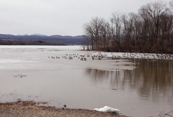 Canada Geese wade in the waters and ice of Lake Champlain on Tuesday, March 24, 2026, in Addison, Vt. (AP Photo/Amanda Swinhart)