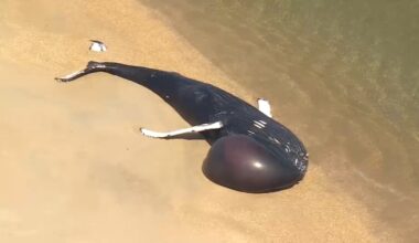 Dead whale washes ashore at Jersey Shore beach in Sandy Hook, NJ