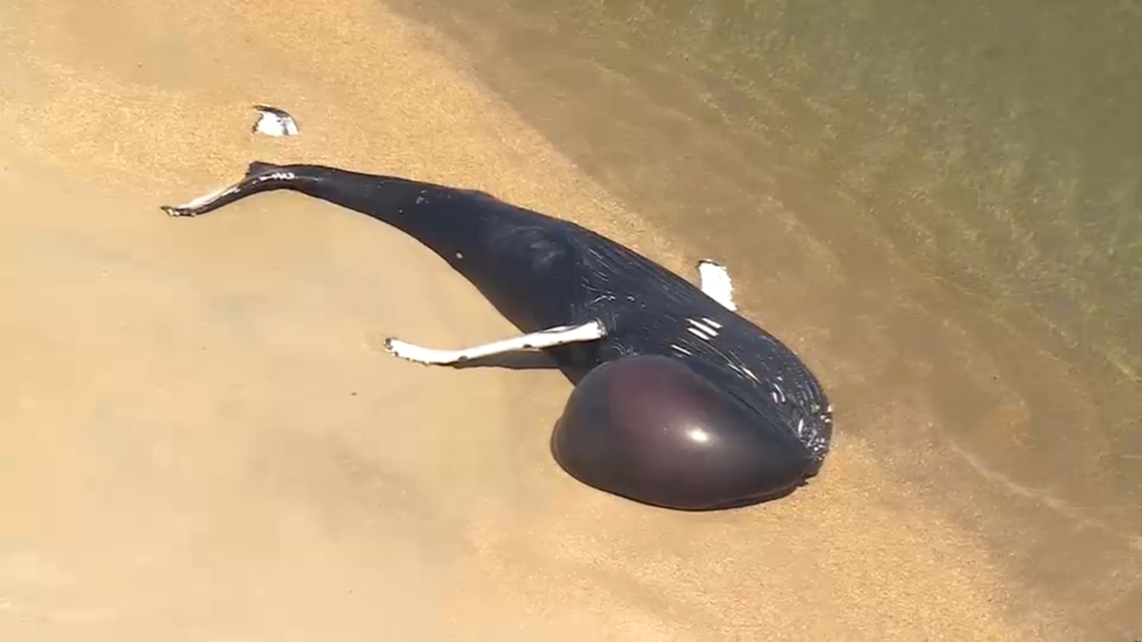 Dead whale washes ashore at Jersey Shore beach in Sandy Hook, NJ