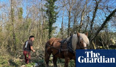 Country diary: This is heavy work for heavy beasts | Environment