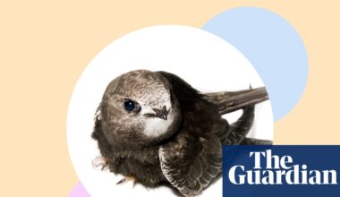 ‘Swifts spark joy!’ Why these beautiful birds need our help – and 10 ways to give it | Environment