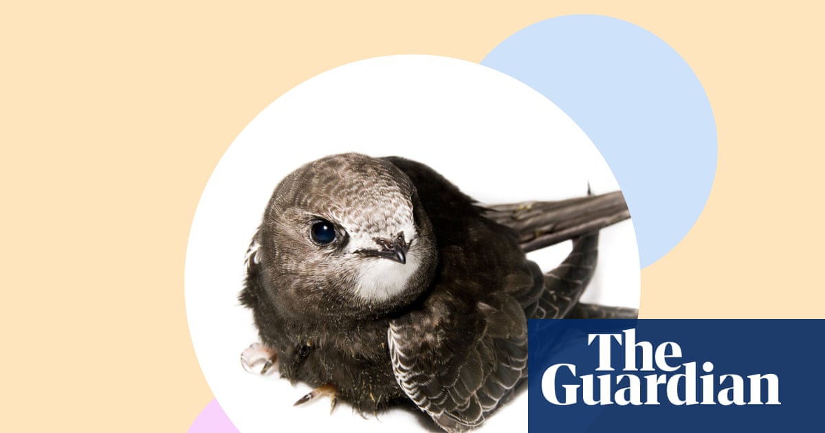 ‘Swifts spark joy!’ Why these beautiful birds need our help – and 10 ways to give it | Environment