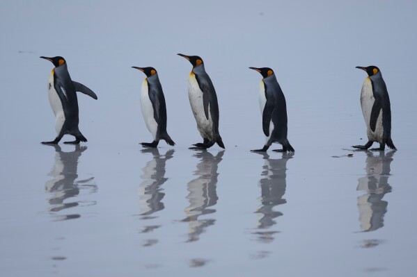 King penguins walk along the shore at Volunteer Point on the Falkland Islands, known also as Islas Malvinas, Thursday, March 19, 2026. (AP Photo/Ricardo Mazalan)