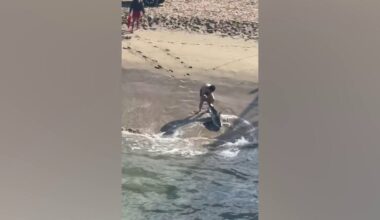 Dramatic video captures young fisherman battling waves to free great white shark - Fox News