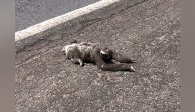Family Pulls Over To Help Sloth On The Road — Then They Realize She's Not Alone