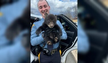 New Jersey State Police Officers saved a baby bear spotted on the highway
