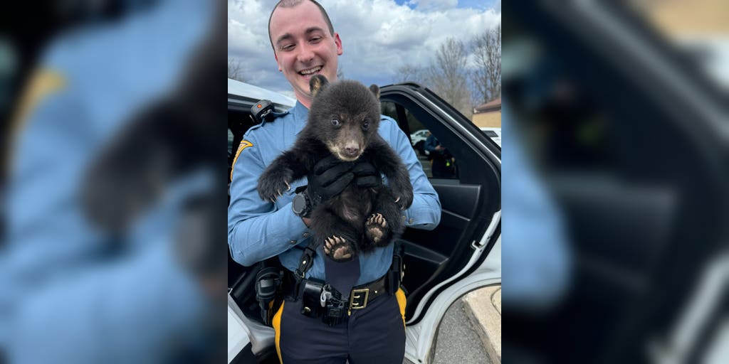 New Jersey State Police Officers saved a baby bear spotted on the highway
