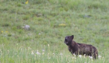 AI recorders could become the Google Nest cameras of the wild