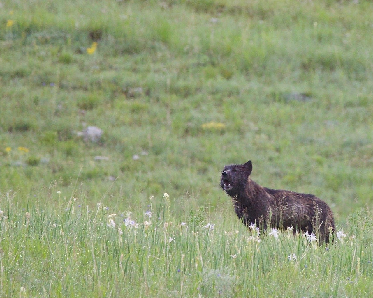 AI recorders could become the Google Nest cameras of the wild
